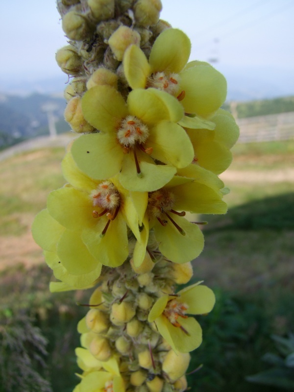Long-leaved mullein