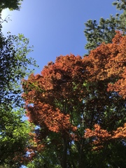 Acer palmatum