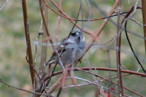 House Sparrow photographed in Oregon