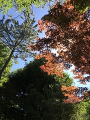 Acer palmatum