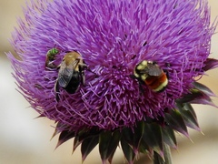 Anthophora montana
