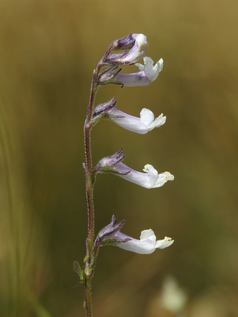 Chionophila