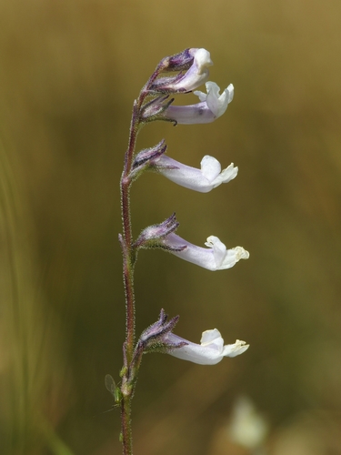 Chionophila