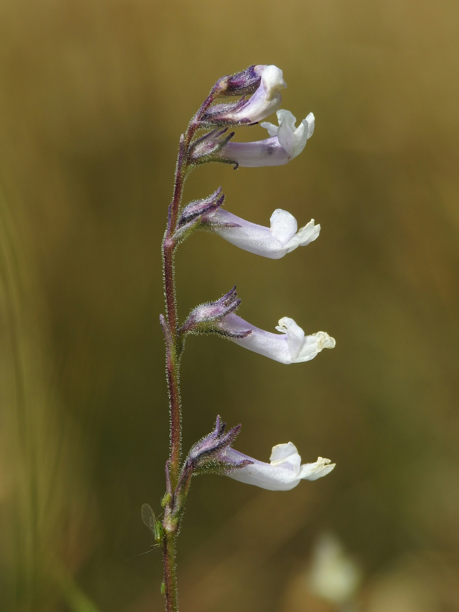 Chionophila