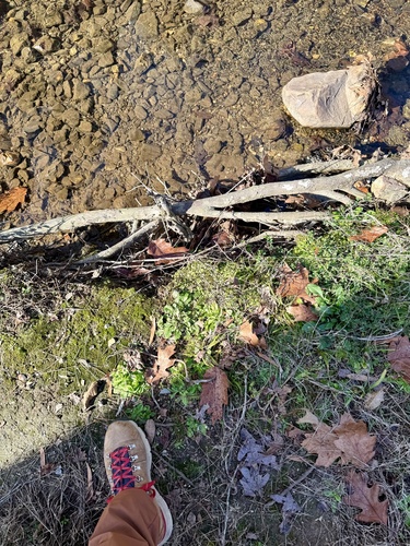 Foto de Acariçoba