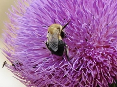 Anthophora montana