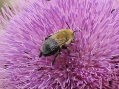 Anthophora montana