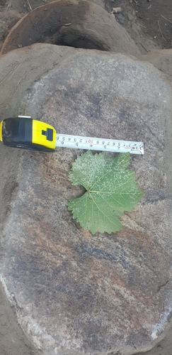 Grape Downy Mildew