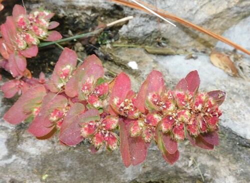 Euphorbia densiflora observed 2024-12-30