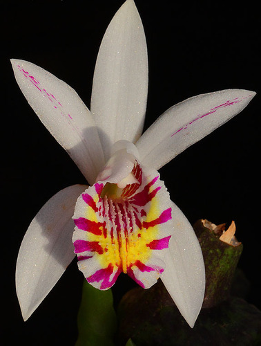 Spotted Pleione