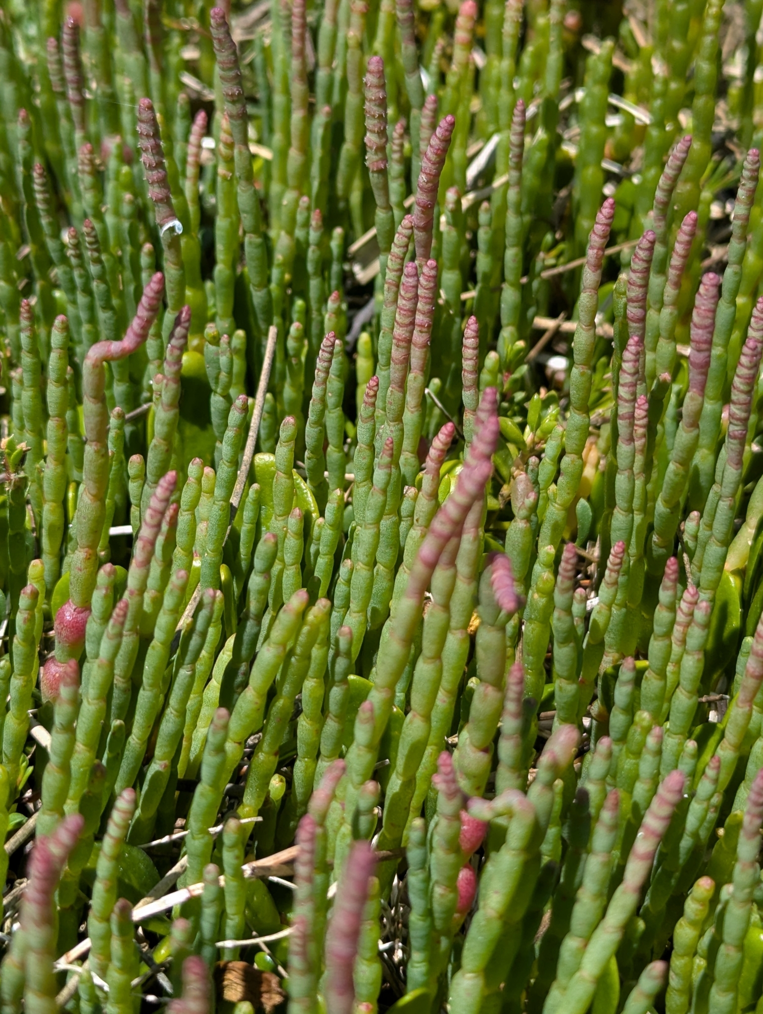 Thick-Head Glasswort (Salicornia blackiana)