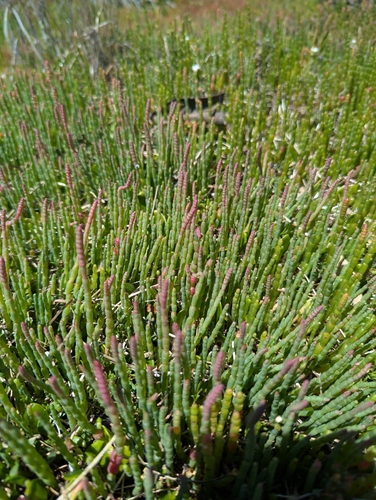 Image of Salicornia blackiana by (c) Joe Atkinson, some rights reserved (CC BY)
