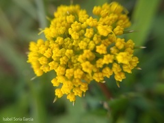 Tauschia decumbens