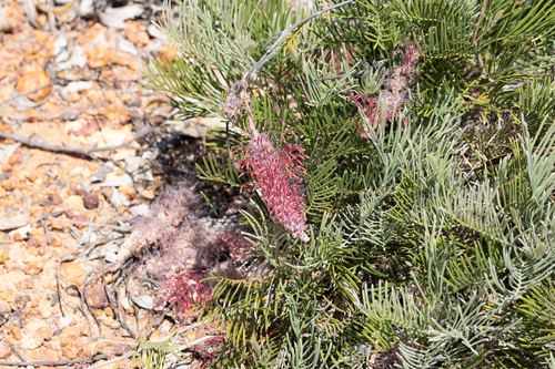 Grevillea thyrsoides, photograph 1