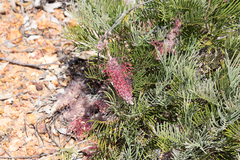 (c) Kym Nicolson, some rights reserved (CC BY) Grevillea thyrsoides, photograph (c) Kym Nicolson, some rights reserved (CC BY)