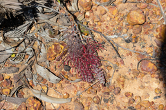 (c) Kym Nicolson, some rights reserved (CC BY) Grevillea thyrsoides, photograph (c) Kym Nicolson, some rights reserved (CC BY)
