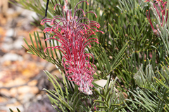 Grevillea thyrsoides