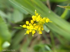Tauschia decumbens