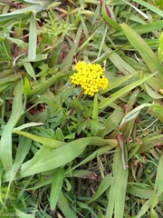 Tauschia decumbens