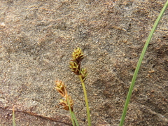 Carex glareosa