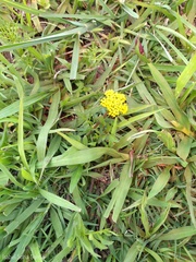 Tauschia decumbens