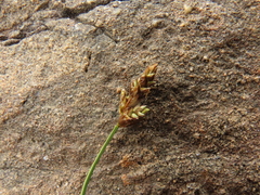 Carex glareosa