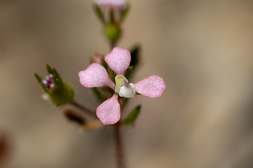 Levenhookia stipitata (Levenhookia stipitata)