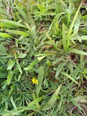 Tauschia decumbens