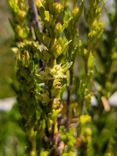salt lawrencia (Lawrencia spicata)