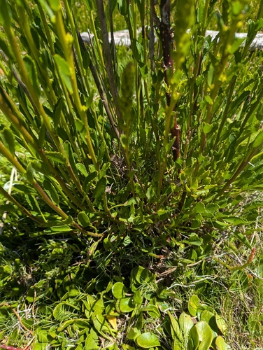 Image of Lawrencia spicata by (c) Joe Atkinson, some rights reserved (CC BY)