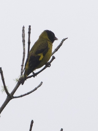 Olivaceous Siskin (Spinus olivaceus), photo 5