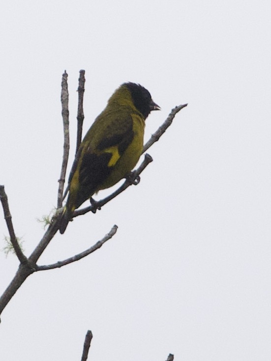 Olivaceous Siskin (Spinus olivaceus), photo 5