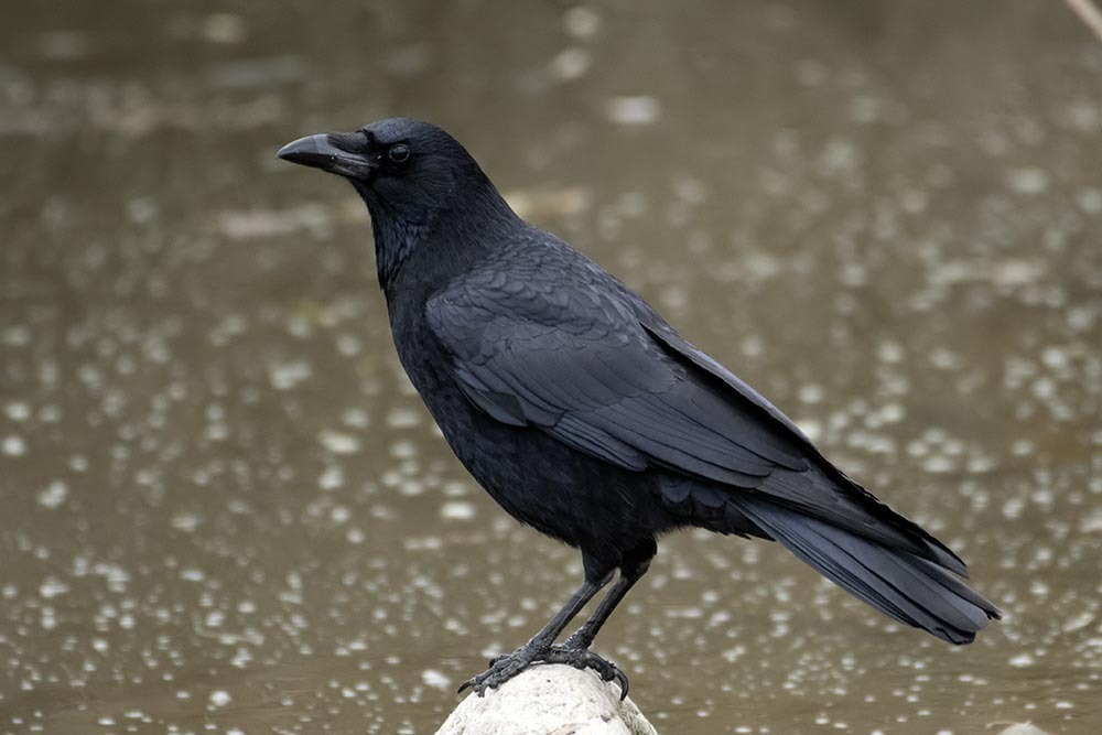 January Crow Carrion Crow from 日本、〒206-0002 東京都多摩市一ノ宮 on January 3, 2025 at 08:58 AM ...