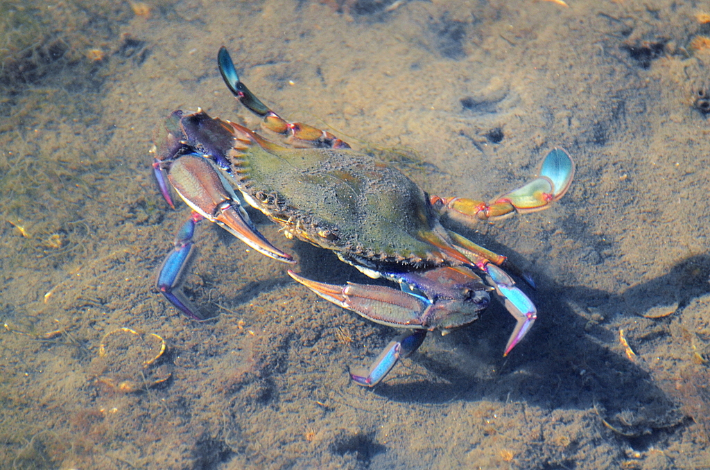 Arched Swimming Crab