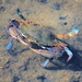 Arched Swimming Crab - Photo (c) itssteev, some rights reserved (CC BY-NC)