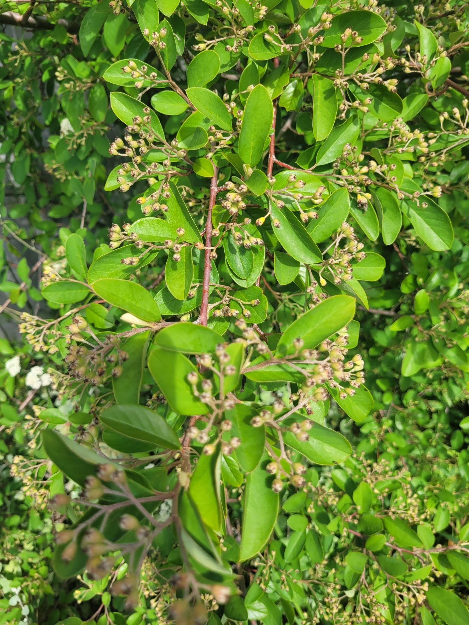 Imagem de Cotoneaster