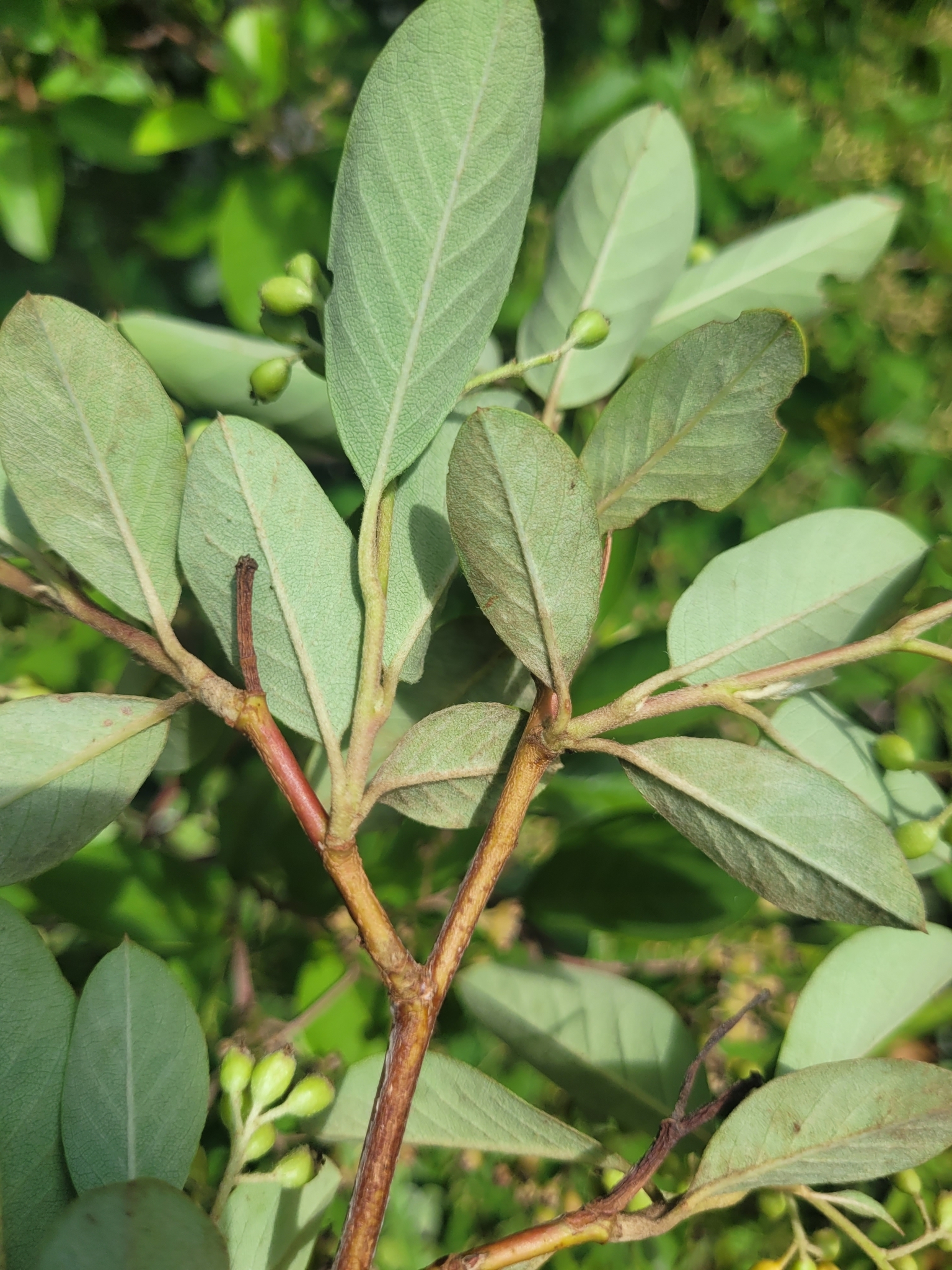 Imagem de Cotoneaster