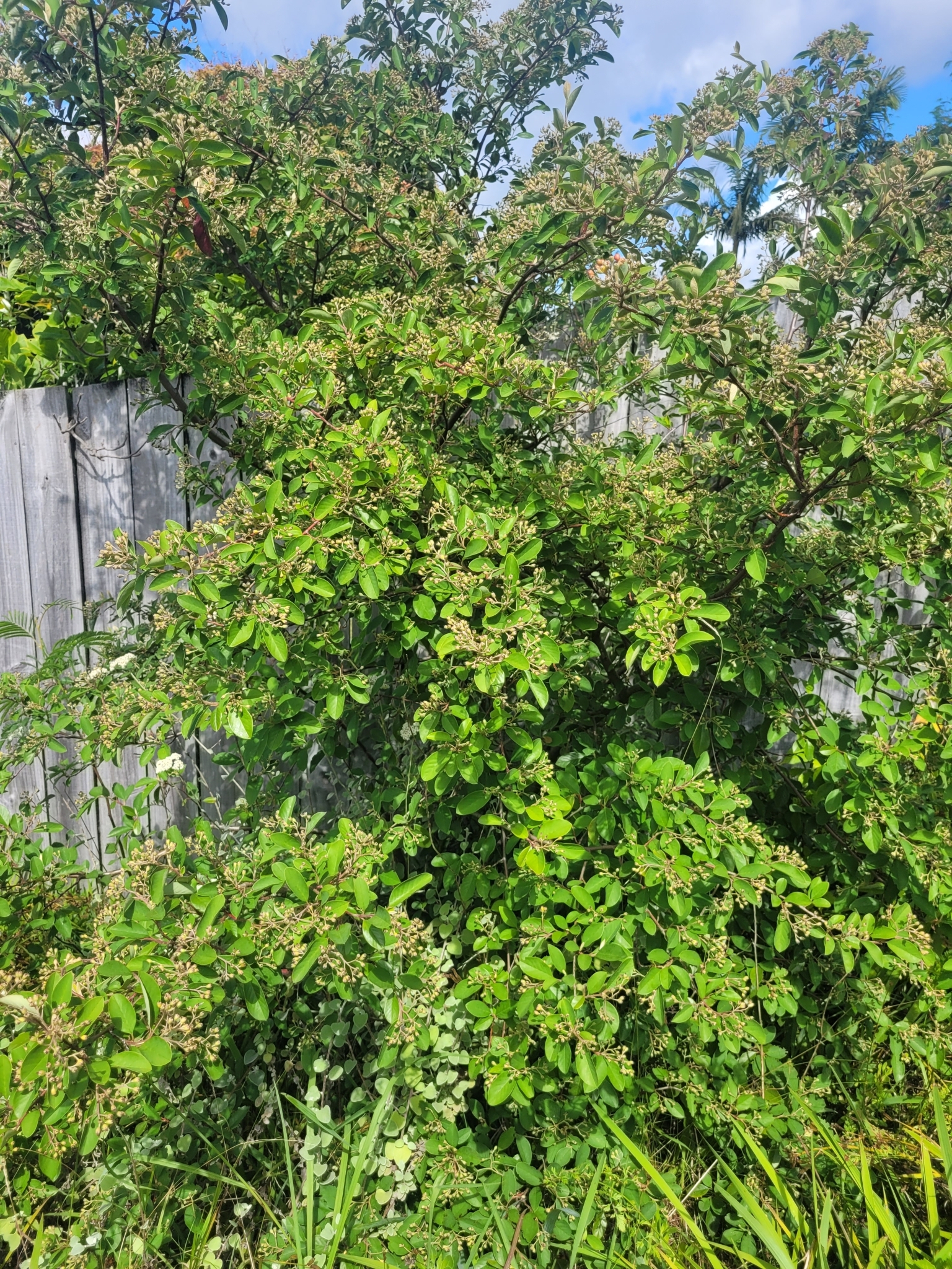 Imagem de Cotoneaster
