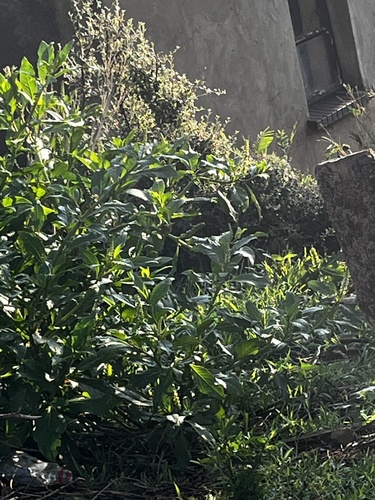 Foto de Beladona