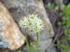 Triantha occidentalis