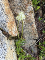 Triantha occidentalis