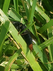 Platydracus mysticus