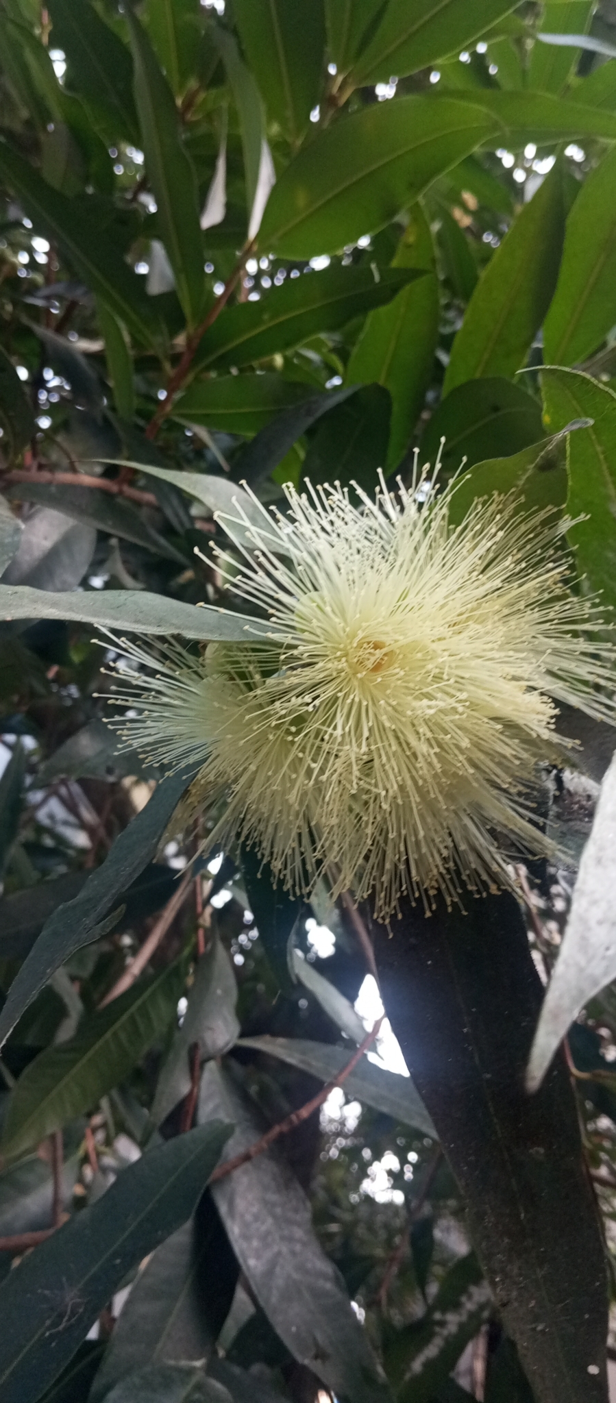 Imagem de Jambo amarelo