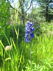 Delphinium cultorum