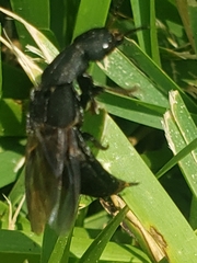 Platydracus mysticus