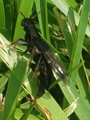 Platydracus mysticus
