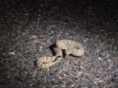 Crotalus stephensi
