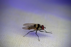 Anthomyia oculifera