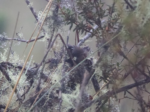 Jalca Tapaculo (Scytalopus frankeae), photo 3