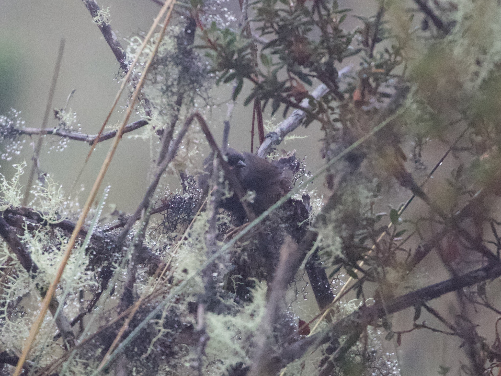 Jalca Tapaculo (Scytalopus frankeae), photo 3